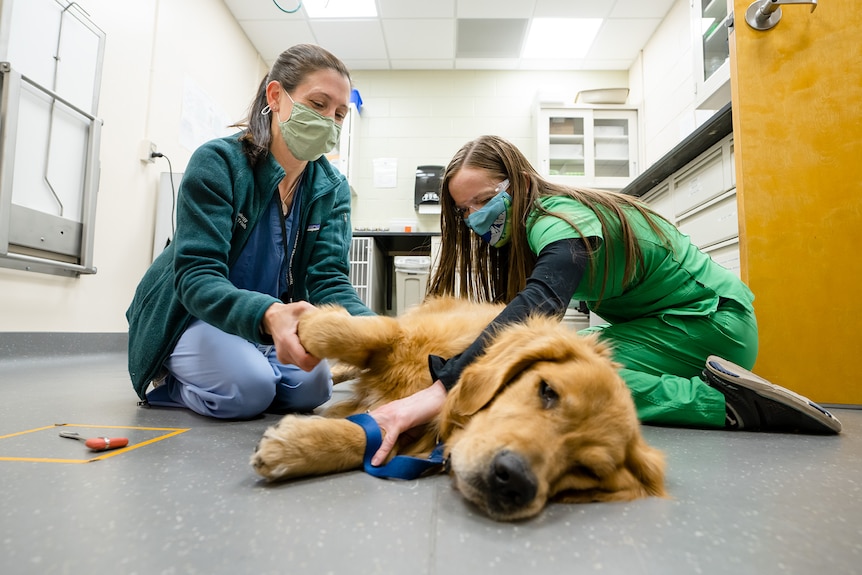 Two women in masks treat handle a dog lying on the floor of a vet room