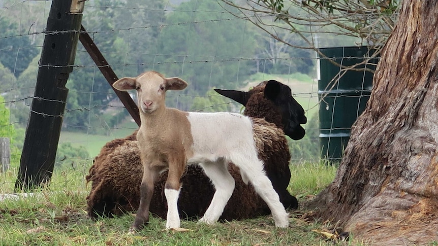 A dorper lamb has been born half brown and half white