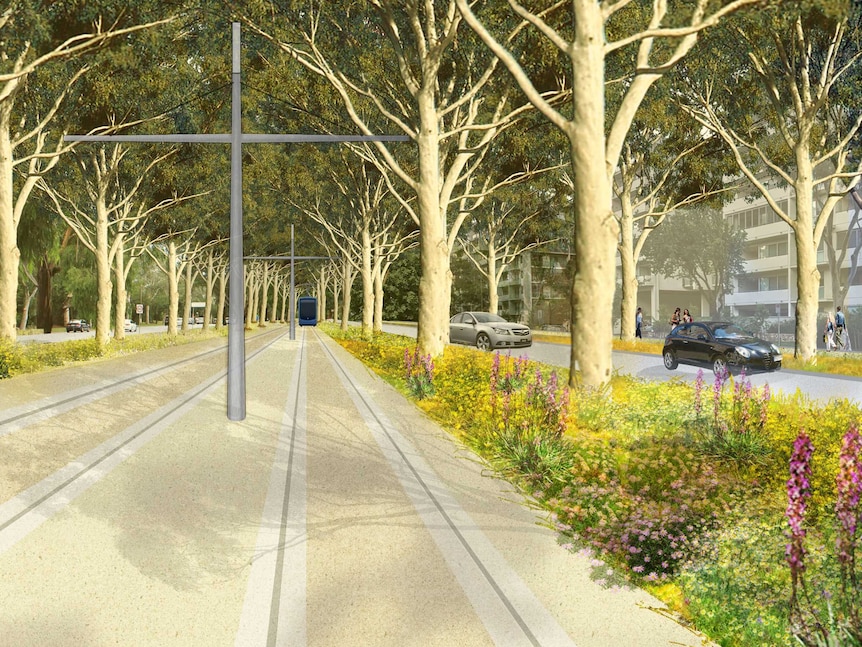 An artist's impression of light rail network and native flowers along Northbourne Avenue.