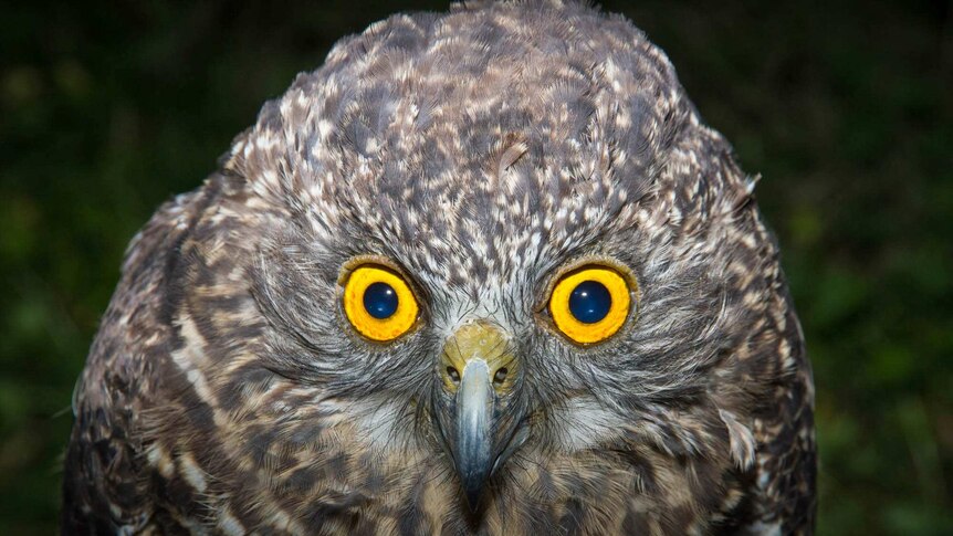Close-up of the head of an adult powerful owl showing its huge yellow eyes
