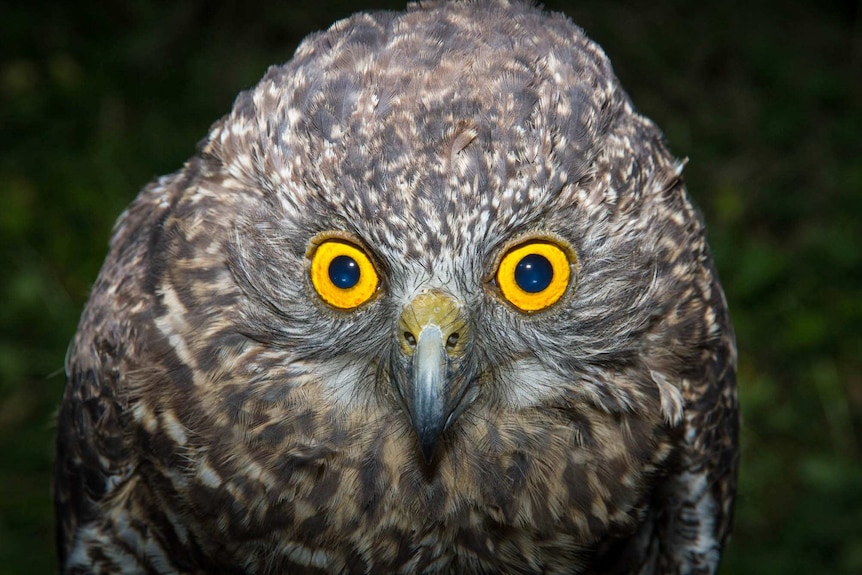 A close-up of a powerful owl with bright yellow eyes.