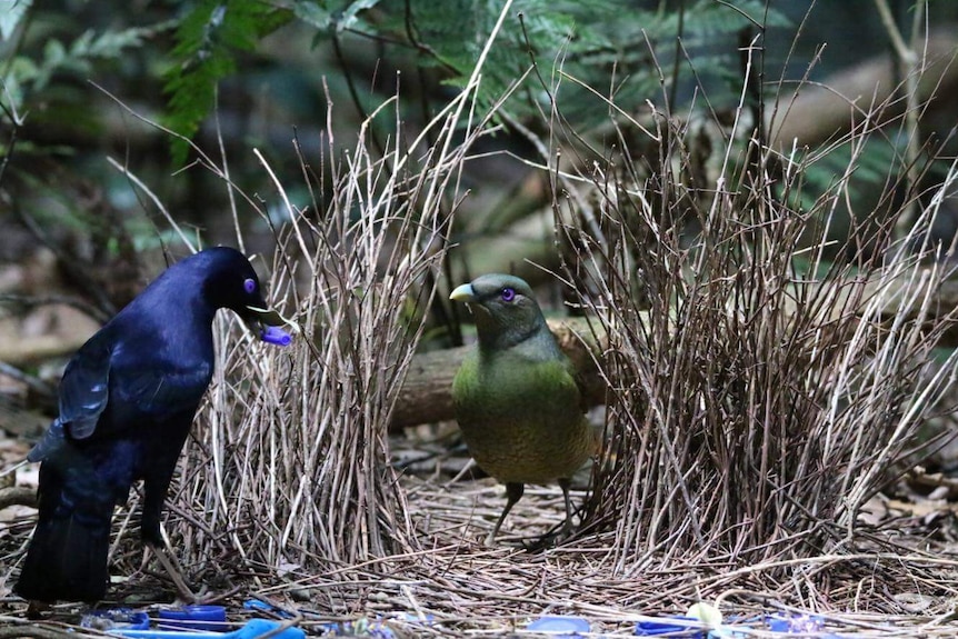 A male satin bowerbird aims to impress a female with his display of bright blue things around his courting bower.