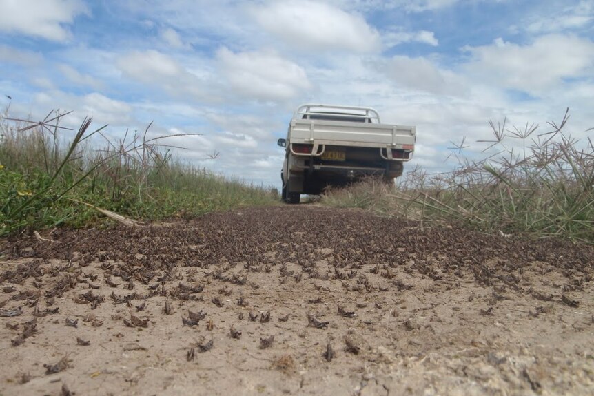 Juvenile locusts emerging from cracks in the earth with a ute in the background