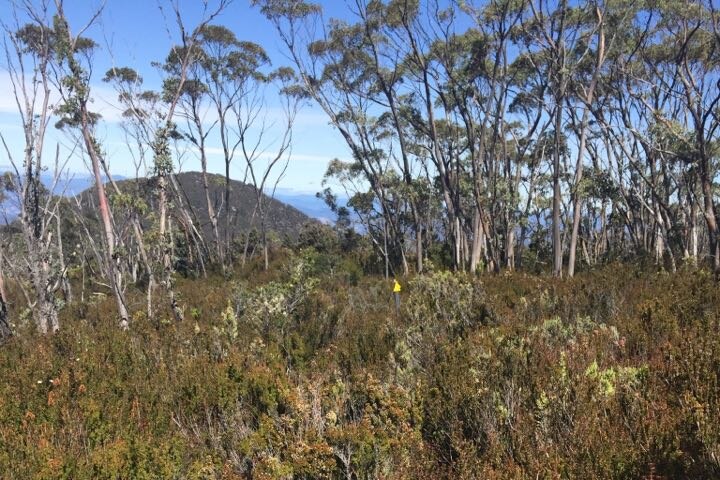 Picture of thick scrub and gum trees