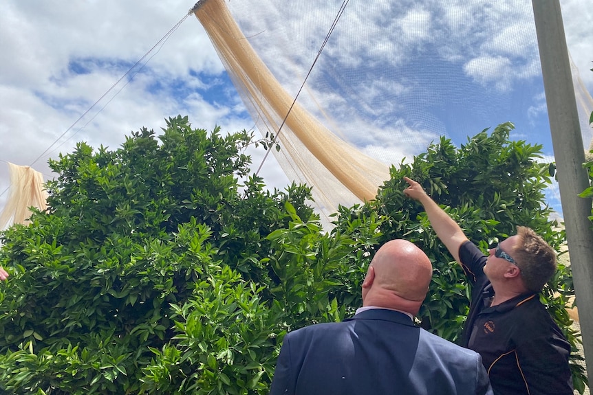 Two men assess a damaged net above crops with a cloudy but blue sky above.