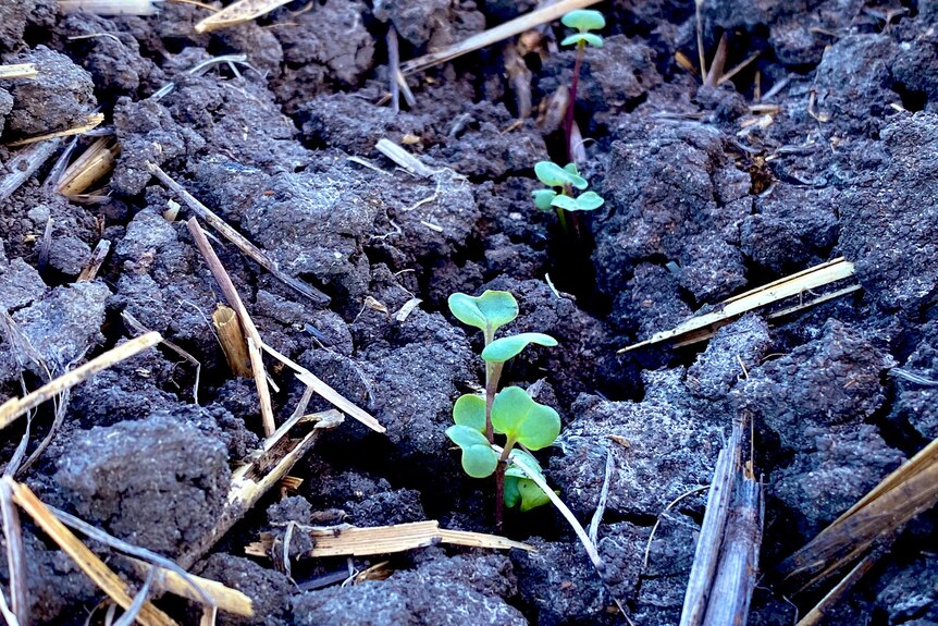 A canola shoot comes through the soil.