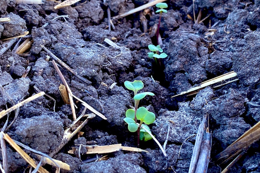 A canola shoot comes through the soil.