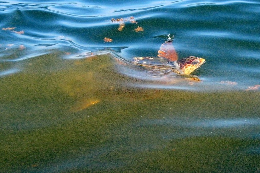 A turtle swims through a massive oil slick