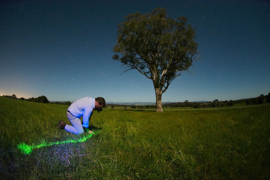 Geoffrey Kay using a UV light to find fluorescent gecko trails in a paddock.
