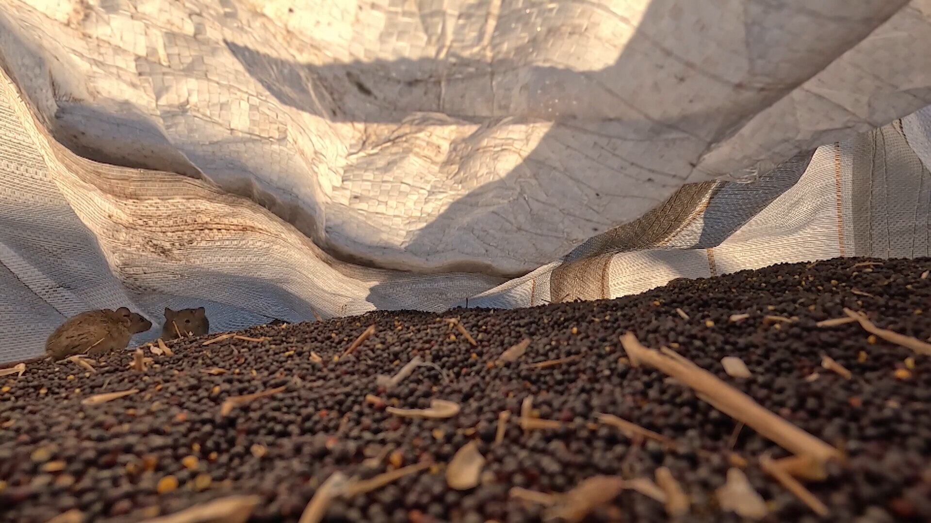 Mice are spreading from farmland into towns. - ABC News