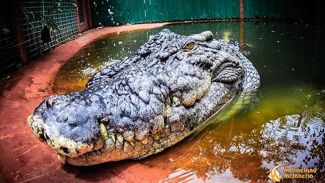 a huge crocodile in a small pond