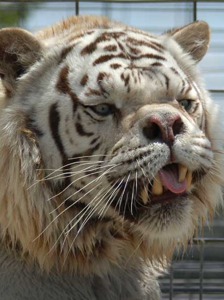 White tiger with facial deformity