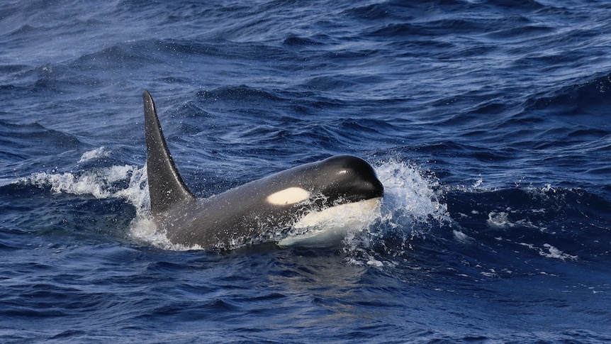 A killer whale breaching while swimming