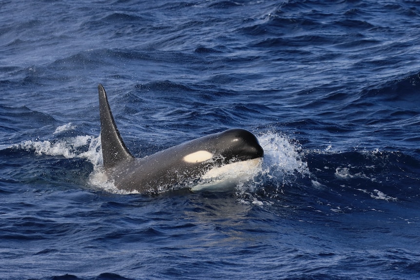 A killer whale breaching while swimming