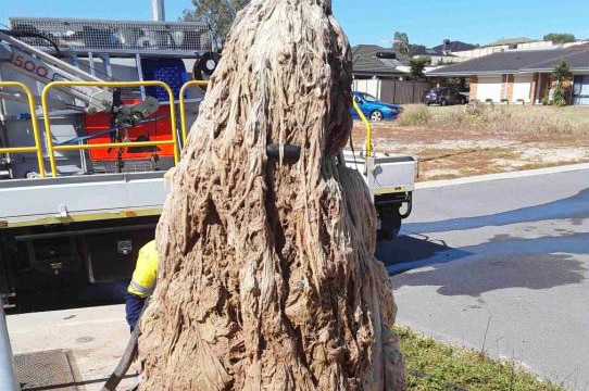 A fatberg pulled out of a pipe in Kwinana.