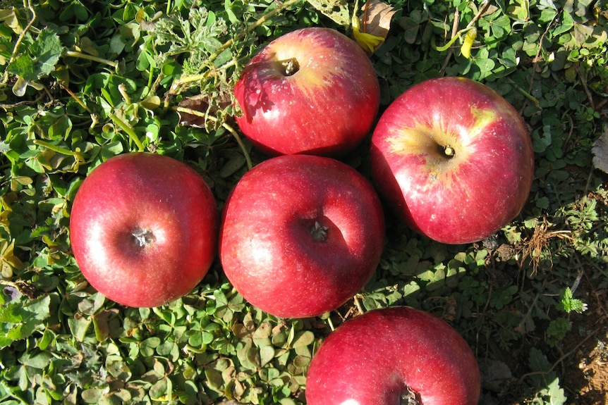 Five pinkish red apples sitting on a bed of green weeds