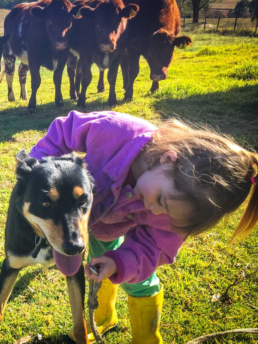A little girl leans down to place a lead on a kelpie dog watched by a mob of cattle