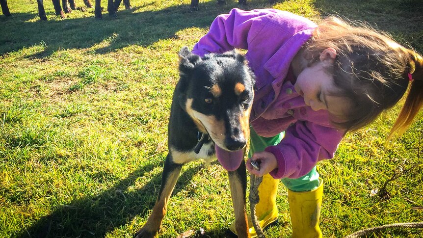 A little girl leans down to place a lead on a kelpie dog watched by a mob of cattle