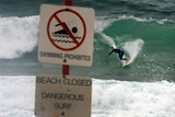Surfers make the most of big swell at Coogee Beach in Sydney