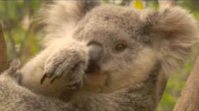 Koalas get support from Qld conservation coalition