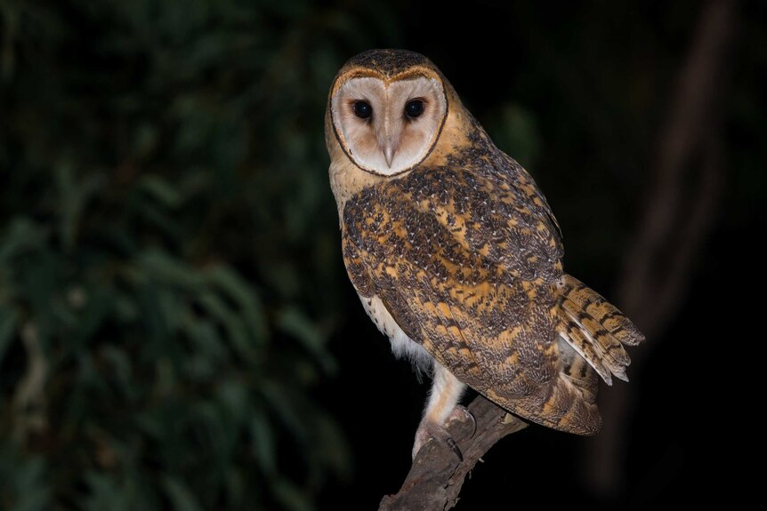Lord Howe 6 masked owl