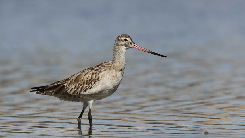 Bar-tailed godwit in water