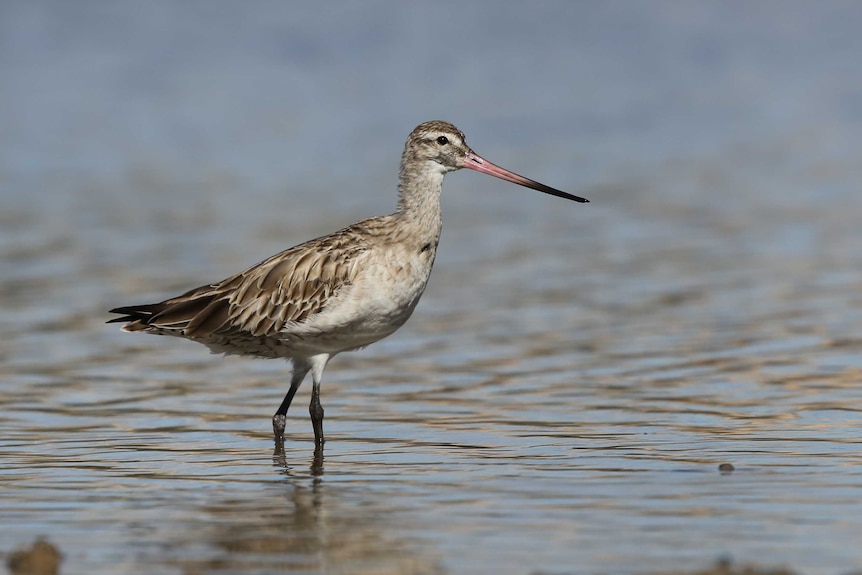 Bar-tailed godwit in water