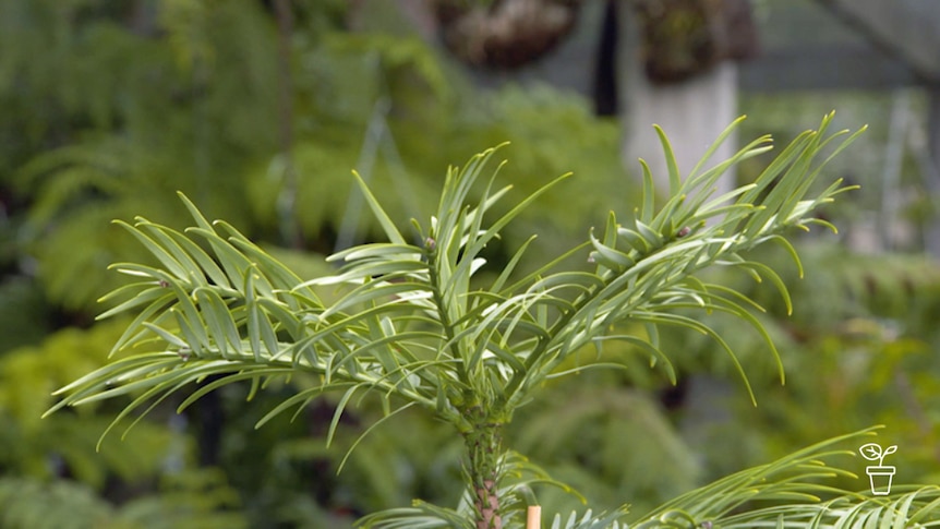 Top of young, potted Wollemi Pine