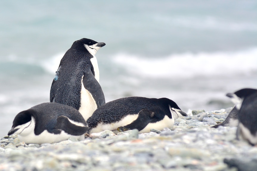 Small black penguins with white faces and a black chinstrap mark sleep on a rocky sea shore. One has a device on its back.