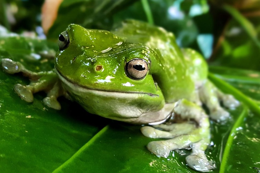 A green frog on a leaf in the rain