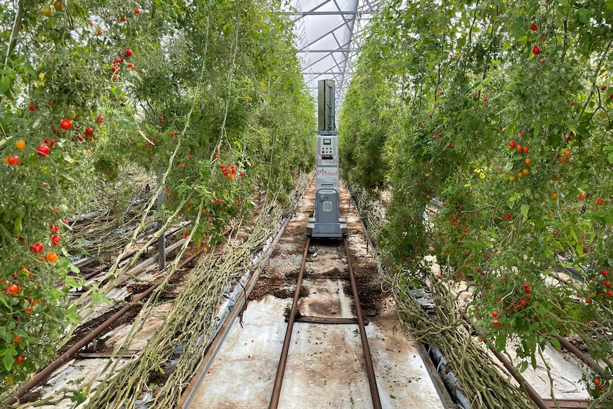 Photo of a blower system pollinating tomatoes.