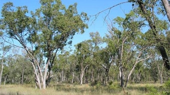 Bimblebox Nature Reserve near Alpha in central Queensland