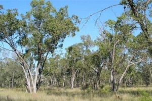 Bimblebox Nature Reserve near Alpha in central Queensland