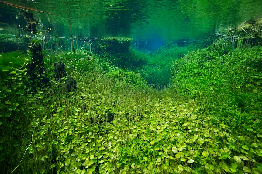 Green plants on the floor in the pond.