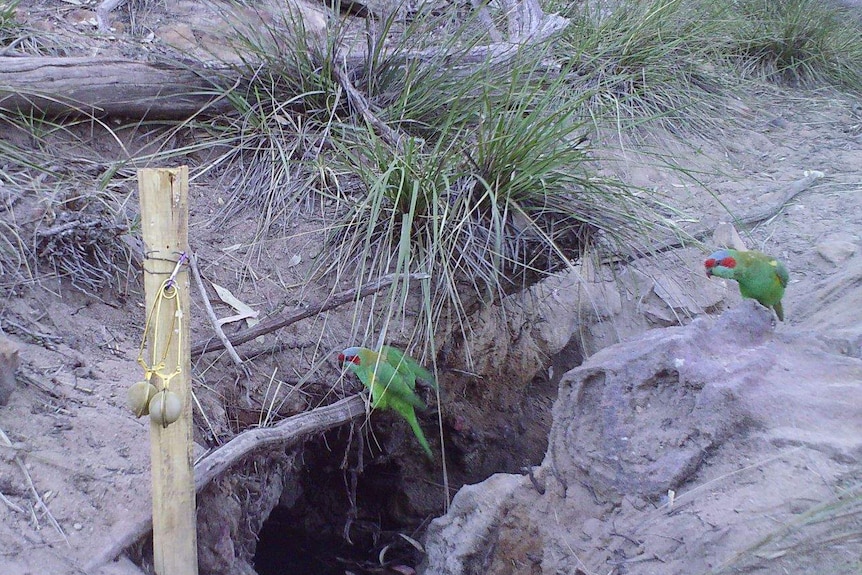 Two parrots with green, red and blue colouring sitting next to a hole in the ground.