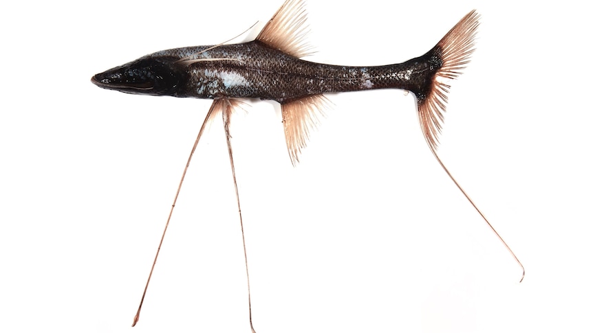 A skinny black fish with three long stick-like fins protruding from its body 