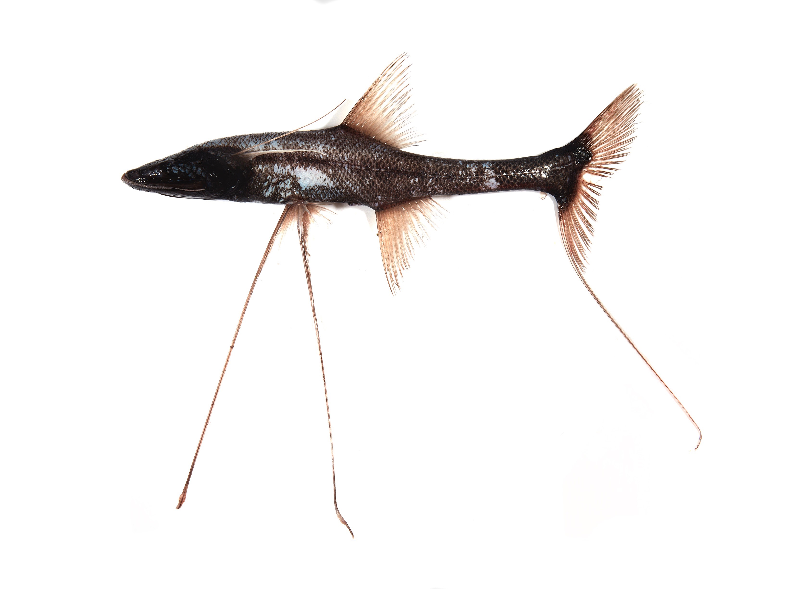 一条瘦瘦的黑色鱼，身体上长着三个长长的棒状鳍 