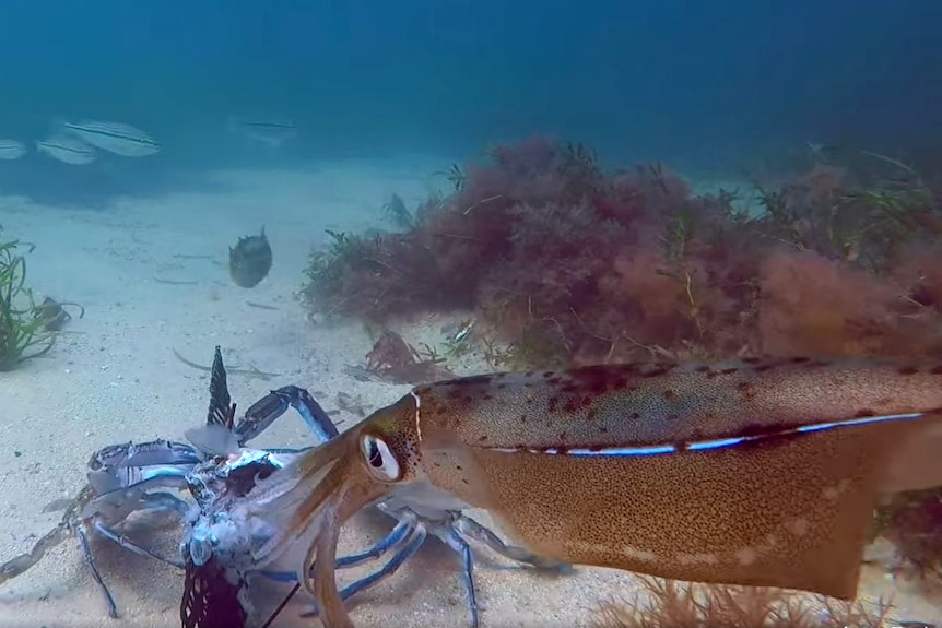 A squid with a blue line on its back approaches a crab underwater