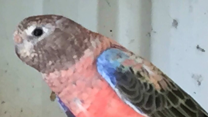 pink parrot sits on a perch in an aviary.