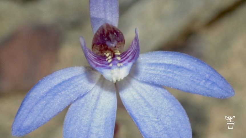 Close up image of purple flower