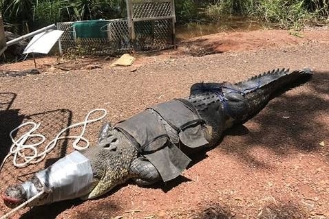 A crocodile with straps and tape binding him after being caught.
