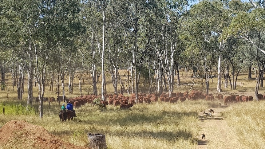 Cattle in a shelter belt on farm with some riders
