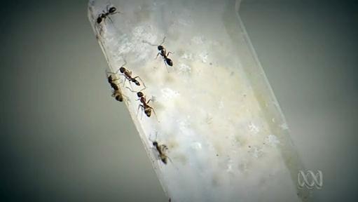 Six ants on an unknown object