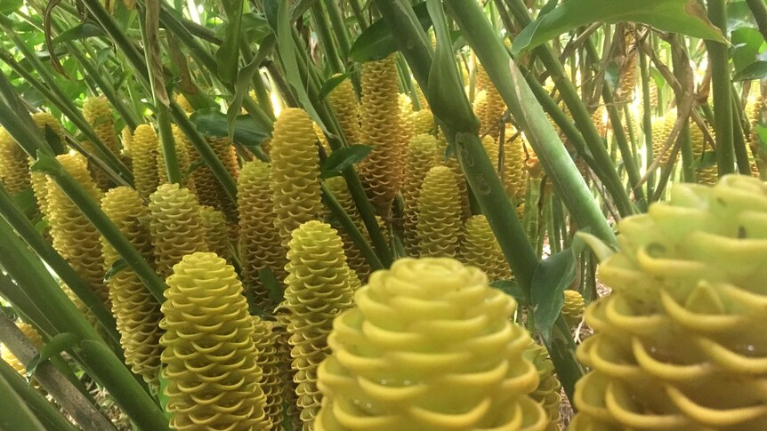 A cluster of beehive flowers, distinctive for their honeycomb shape