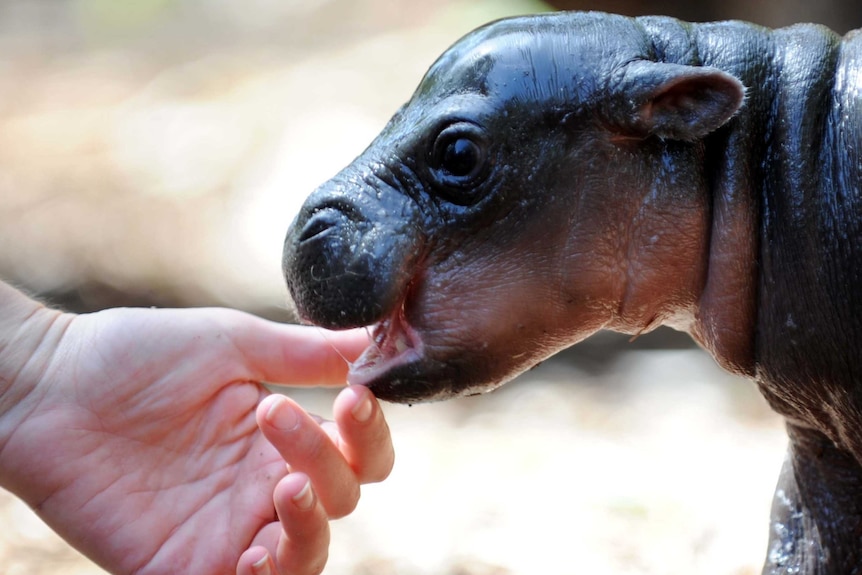 Pygmy hippopotamus baby at Taronga Zoo