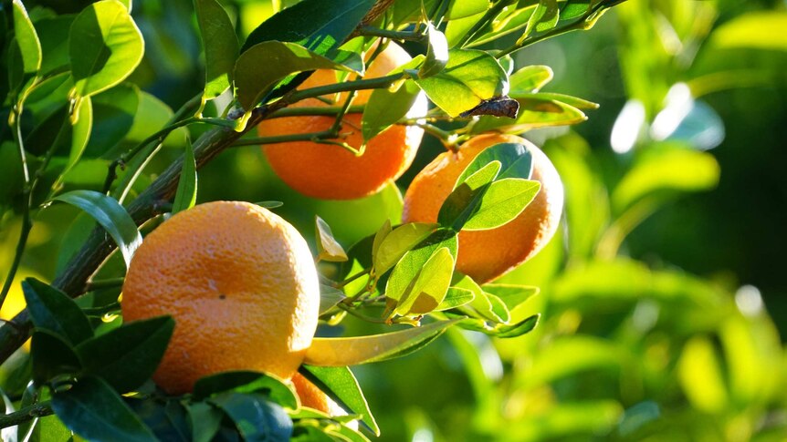 A close-up photo of oranges growing on trees in the Moora Citrus orchard.