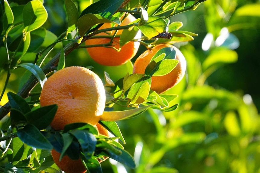 A close-up photo of oranges growing on trees in the Moora Citrus orchard.