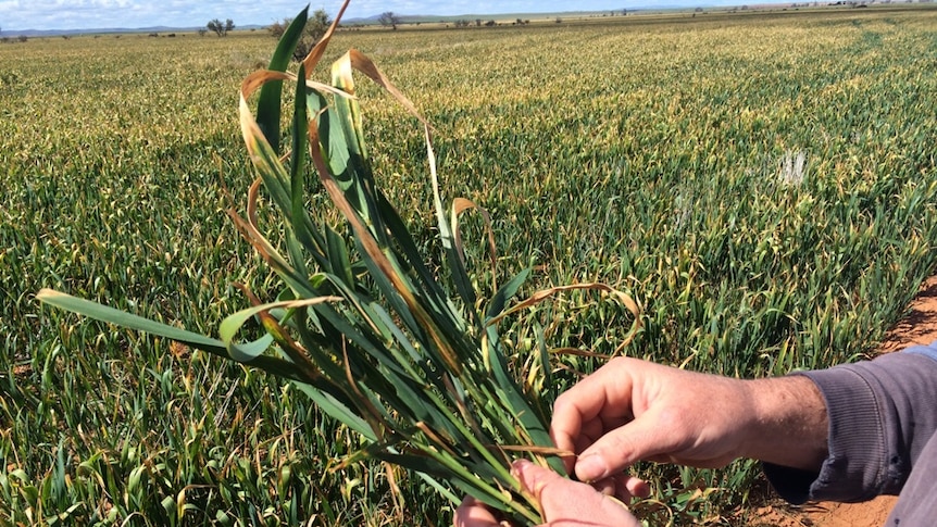 Frost hit West Australian grain crops