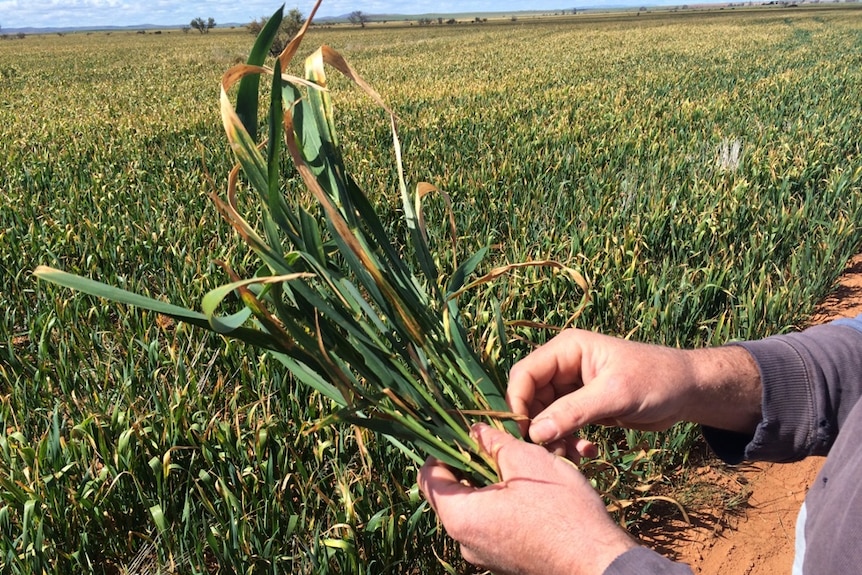 Frost hit West Australian grain crops