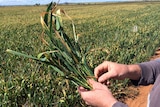 Frost hit West Australian grain crops